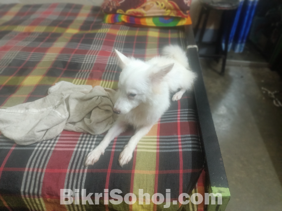 Japanese Spitz